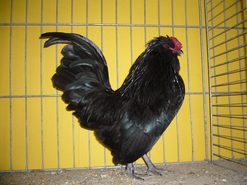 Hannover 2008 038.jpg - Watermalasche Bartzwerge schwarz von Volker Meier Preis V97 SE